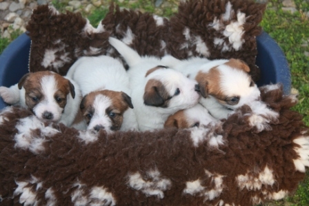 Cuccioli a pelo ruvido, Pedigree LOI, nati il 27 Febbraio 2012 - Jack Russell Terrier Granlasco