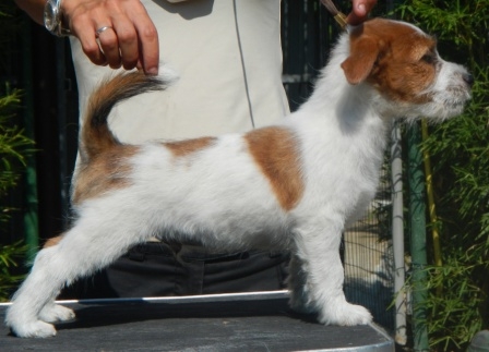 Cuccioli a pelo ruvido, pedigree LOI, nati il 5 Maggio 2013 - Jack Russell Terrier Granlasco