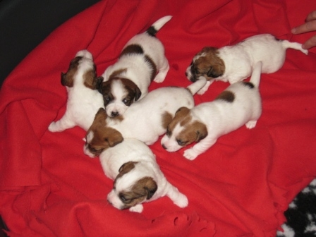 Cuccioli a pelo liscio e broken nati il 31 Ottobre 2013 - Jack Russell Terrier Granlasco