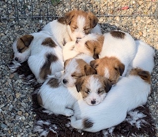 Cuccioli a pelo ruvido nati il 15/02/2019 - Jack Russell Terrier Granlasco