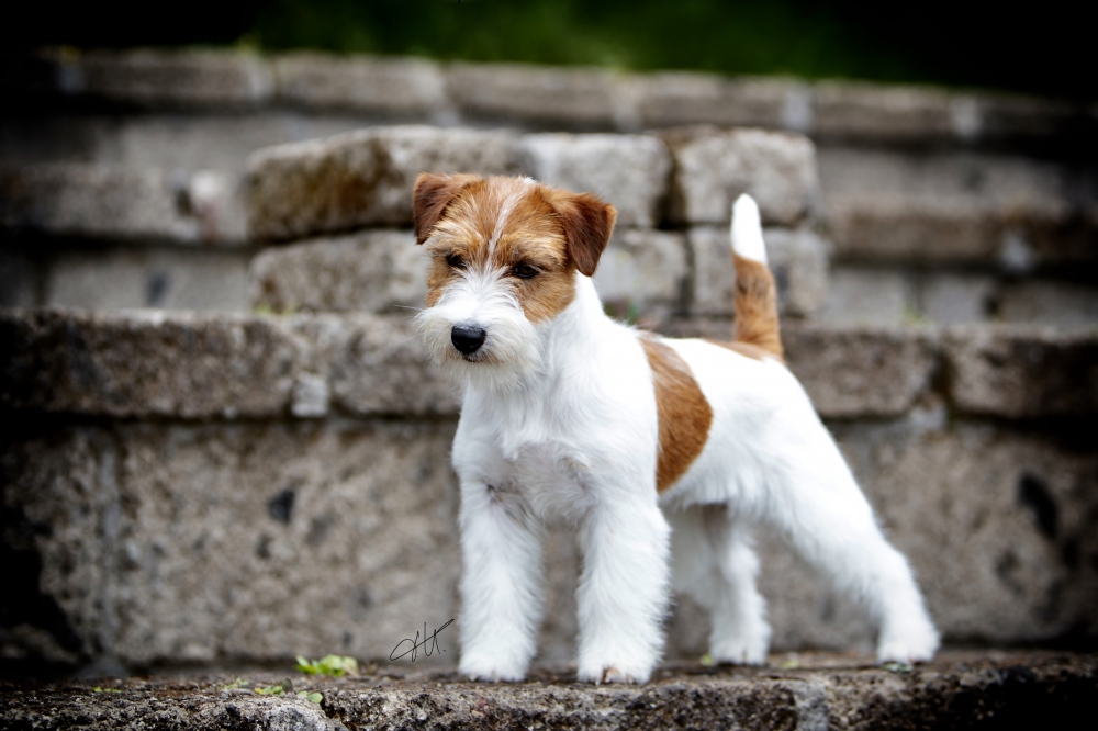 Multi Ch, GCH Granlasco Belamax a Beautiful Baby - Jack Russell Terrier Granlasco
