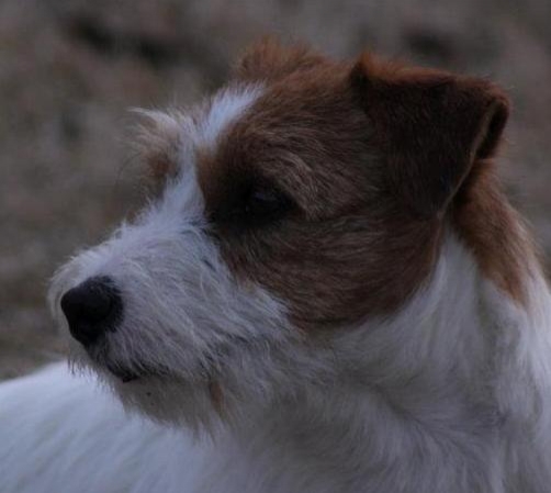 Granlasco Crazy Dice - Jack Russell Terrier Granlasco