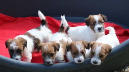 Litter born on 25th of March, 2015 - Jack Russell Terrier Granlasco