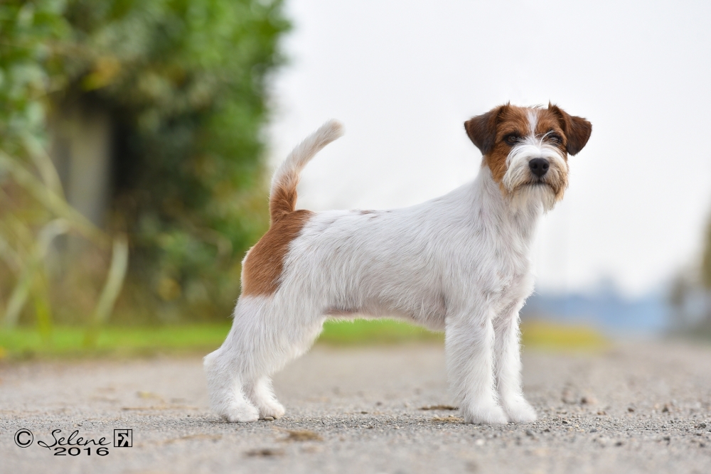 The Standard of Jack Russell Terrier - Jack Russell Terrier Granlasco